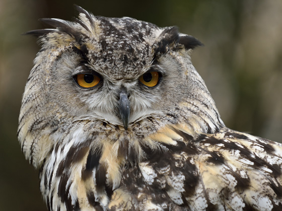 Wise-looking owl, representing wisdom, an animal symbol that varies in different cultures and languages. (Image © lingkuo / iStock)