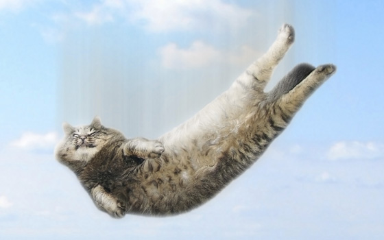 Falling cat, illustrating animal sayings that vary in different cultures and languages. (Image © deshy / iStock)