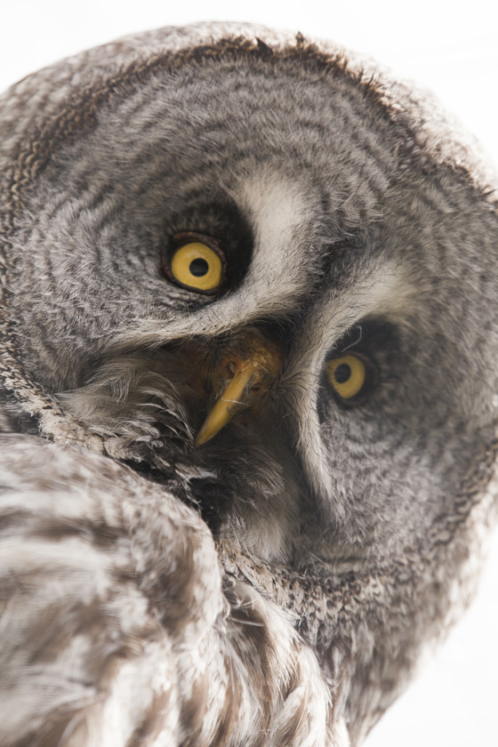 Dopey-looking owl, reflecting an animal symbol that varies in different cultures and languages. (© Catherine Philip/iStock)