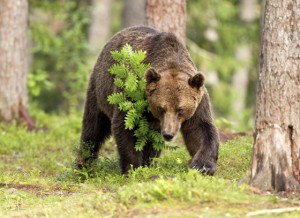 Brown bear, illustrating animal sayings that vary in different cultures and languages. (© dgwildlife / iStock) 