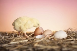 Chick and eggs, reflecting animal sayings that vary in different cultures and languages. (© gpointstudio / iStock)