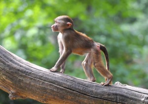 What do you talk about when you talk about monkeys? © Hung_Chung_Chih/iStock