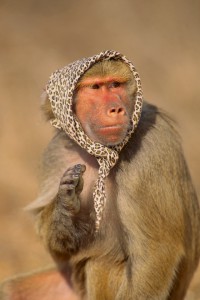 A baboon in a scarf, reflecting animal sayings that vary in different cultures and languages. (© fuse / Thinkstock)