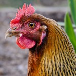 10 Fine-Feathered Reasons to Keep Backyard Chickens