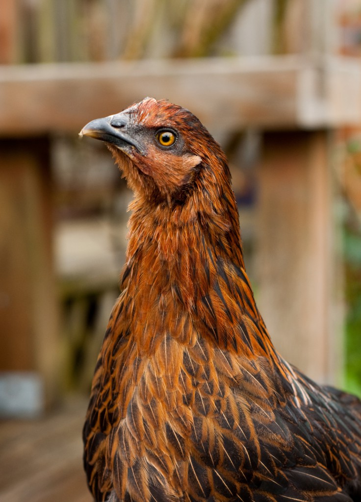 Backyard chicken, a pet that can help you be happier. (Image © Anna Hoychuk/Shutterstock)