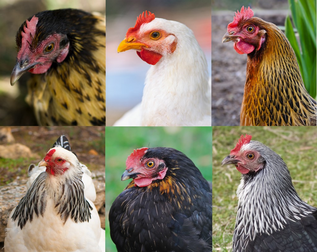 A variety of backyard chickens, pets that can help you be happier. (All images © Shutterstock, top row: sherjaca, Catalin Petolea, Bill Purcell; bottom row: Fotografiecor.nl, sanddebeautheil, sherjaca)