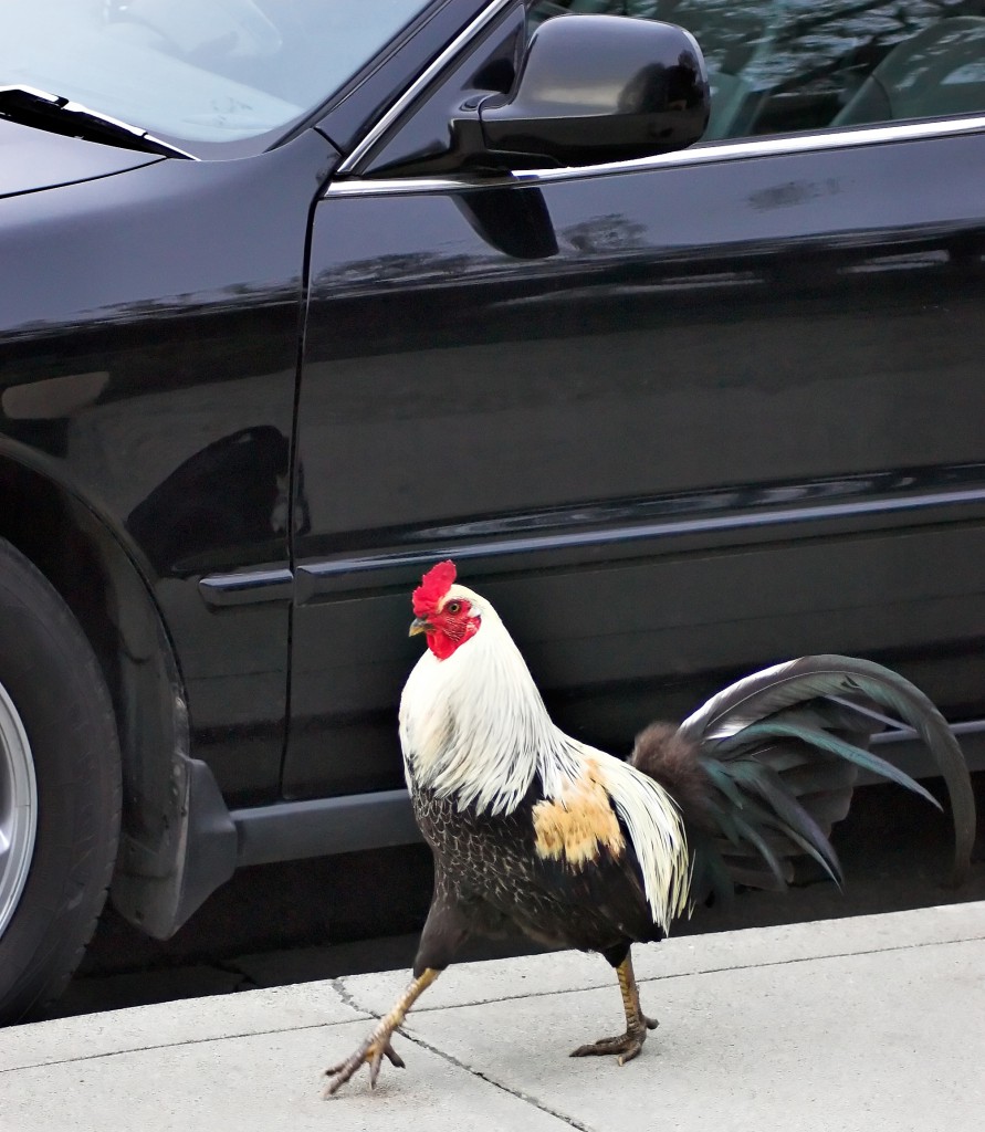 A chicken walking down a city street, illustrating the idea that these pets can help you be happier. (Image © Dwight Smith/Shutterstock)