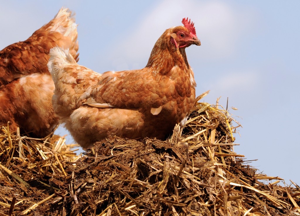 Backyard chickens, pets that can help you be happier. (Image © schubbel/Shutterstock)