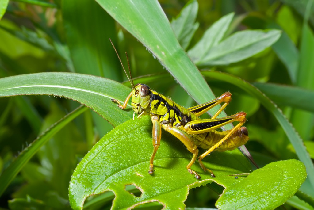 A grasshopper, one of the insects eaten by backyard chickens, whose pest control can help you be happier. (Image © Kirsanov Valeriy Vladimirovich)