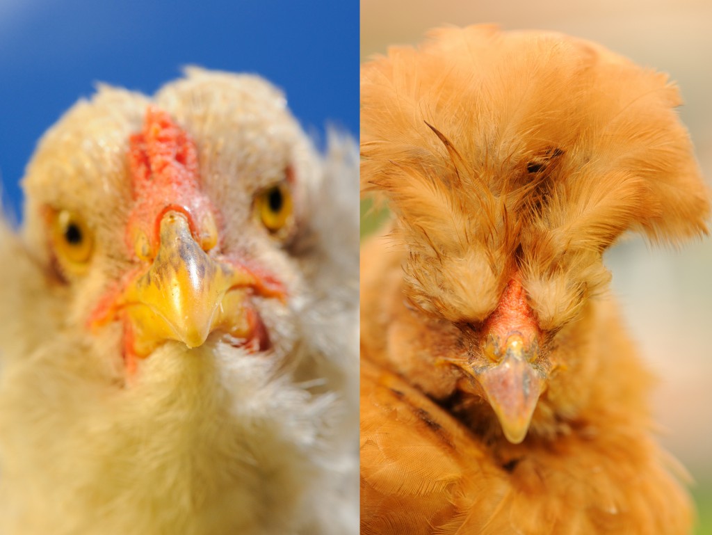Two backyard chickens from diverse and unusual breeds, pets that can help you be happier. (Images © Imageman/Shutterstock) 