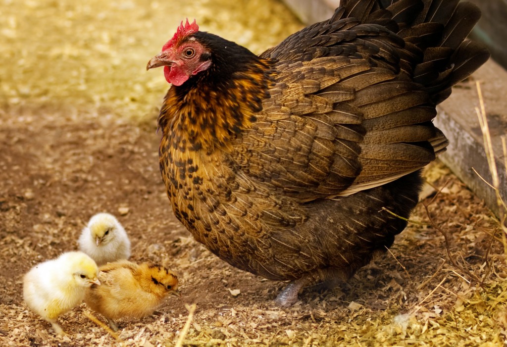 Backyard hen and chickens, pets that can help you be happier. (Image © sherjaca/Shutterstock)