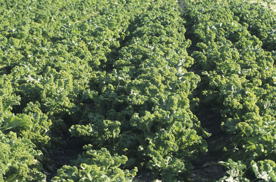 A kale field, part of The Kale Project in Paris and the life-changing experiences of Kristen Beddard