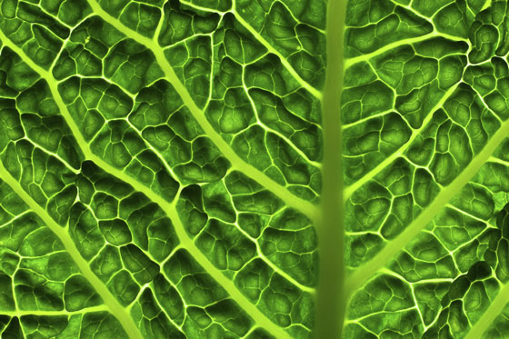 close up of kale leaf, fresh from the fields, a goal of Kristen Beddard's life changing experiences related to The Kale Project in Paris