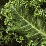 The Kale Project