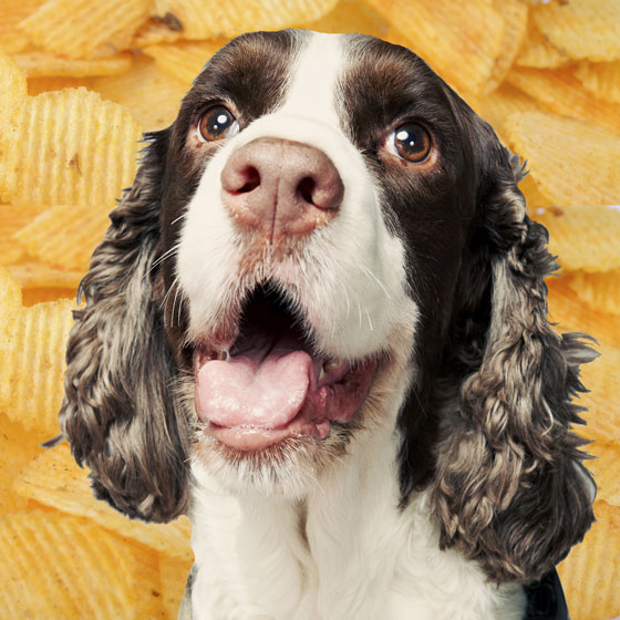 Face of a springer spaniel against a background of potato chips, illustrating wordplay when "the face that launched a thousand ships" turns into "the face that lunched a thousand chips" enjoyed by word lovers. (Image © Son GalleryTM / iStock)