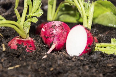 Radishes ready to harvest, symbolizing how farming is like the creative process in which good ideas yield fruit. (Image © HandmadePictures / iStock)