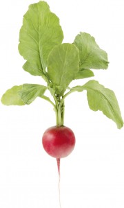 A single radish with leaves, symbol of what the creative process has in common with farming (Image © bajinda / iStock)