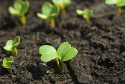 Bed of radish seedlings, symbolizing how ideas pop up from a creative process that involves getting your hands dirty. (Image © S847 / iStock)