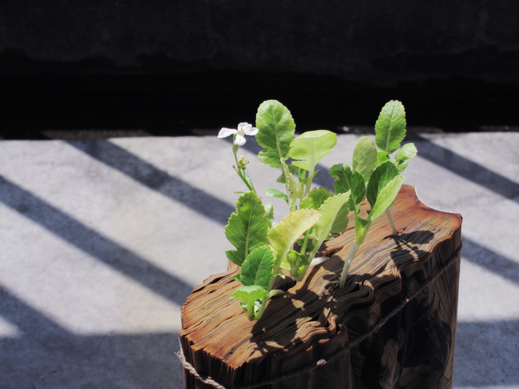 Flower on a radish plant seeded into the pages of Japanese manga comics, symbolizing a critical step in both the agricultural and creative process. (Image © Koshi Kawachi) 