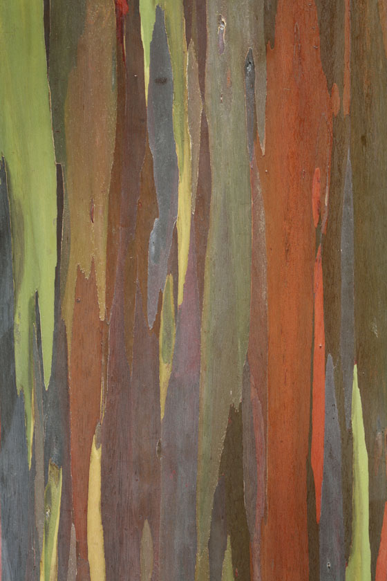 Colorful bark of the Rainbow Eucalyptus tree, creative expression inspired by nature.