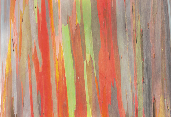 Close up of Rainbow Eucalyptus bark, creative expression inspired by nature.