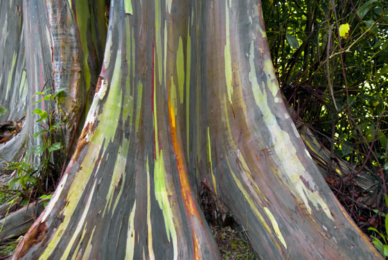 Bottom trunk of the Rainbow Eucalyptus tree, creative expression inspired by nature.