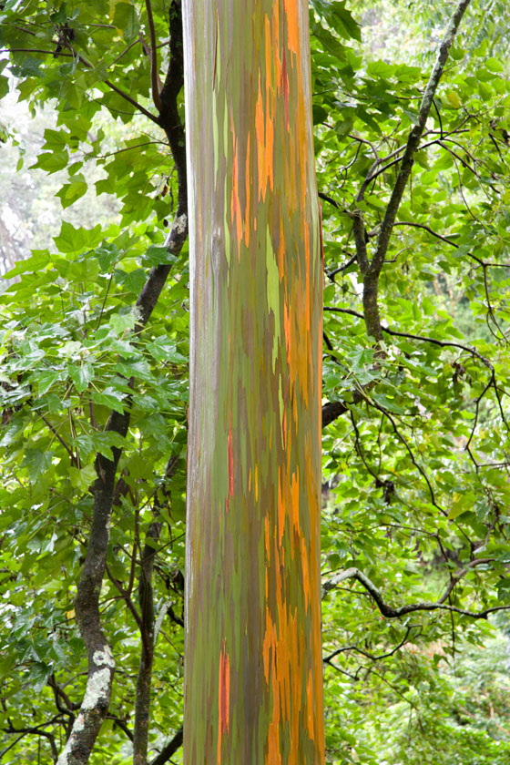 A trunk of the Rainbow Eucalyptus tree, showing the creative expression of the peeling bark.