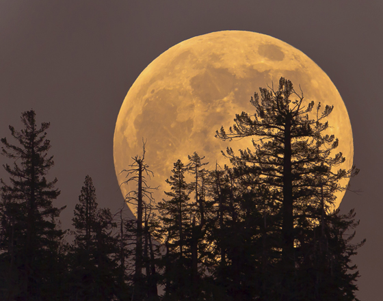 Supermoon with fir trees offers creative inspiration in 2014 