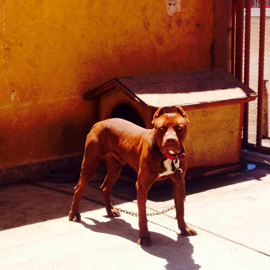 A dog tied in a yard, one of the dogs of Mexico ready to offer life lessons on an adventure cycling trip (Photo © Sunny Tattersill)