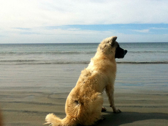 Large golden dog, one of the dogs of Mexico by the sea, offering life lessons via adventure cycling (Photo © Eva Boynton)