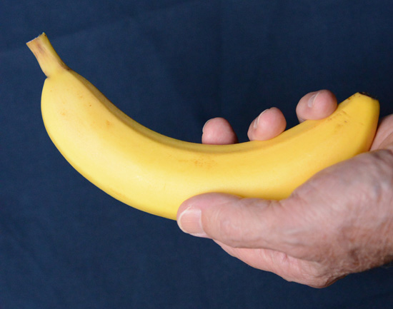 a single banana, representing cultural encounters and uses of bananas around the world (Photo © Meredith Mullins)