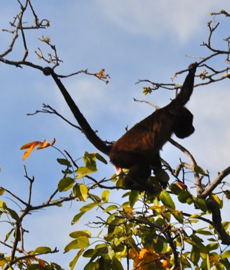 A howler monkey in Costa Rica uses its long tail and arms to stretch from one tree to another in the canopy, illustrating the value of adding a long reach to your New Year's resolution. (Image © Sheron Long)