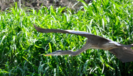 A blue heron flies above a Costa Rica river, illustrating the value of spreading your wings as a New Year's resolution. (Image © Sheron Long)