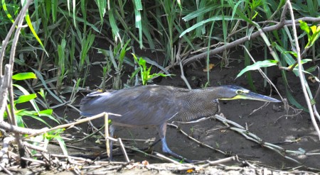 A bare-throated tiger heron moves forward with determination alongside a Costa Rica river, illustrating something to consider for a New Year's resolution. (Image © Sheron Long)
