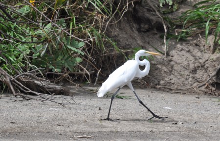 A great egret walks alongside a Costa Rica river, illustrating the value of stepping out for a New Year's resolution. (Image © Sheron Long)