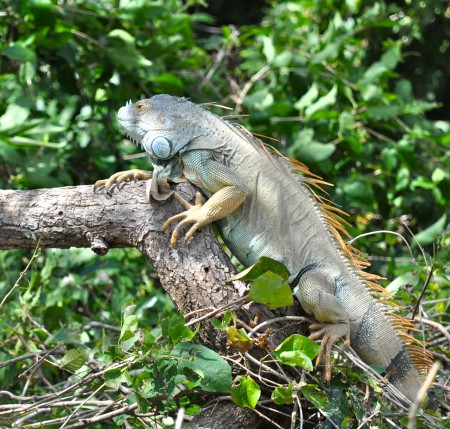 Ctenosaura, or black spiny-tailed lizard of Costa Rica, illustrating how both speed and control may impact a new Year's resolution. (Image © Sheron Long)