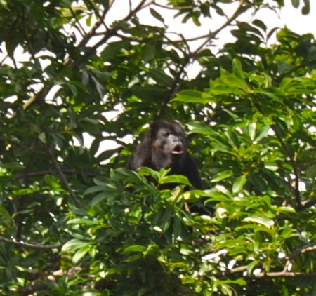 A howler monkey cries out from the canopy of a Costa Rica forest, illustrating the value of speaking up as a New Year's resolution. (Image © Sheron Long)