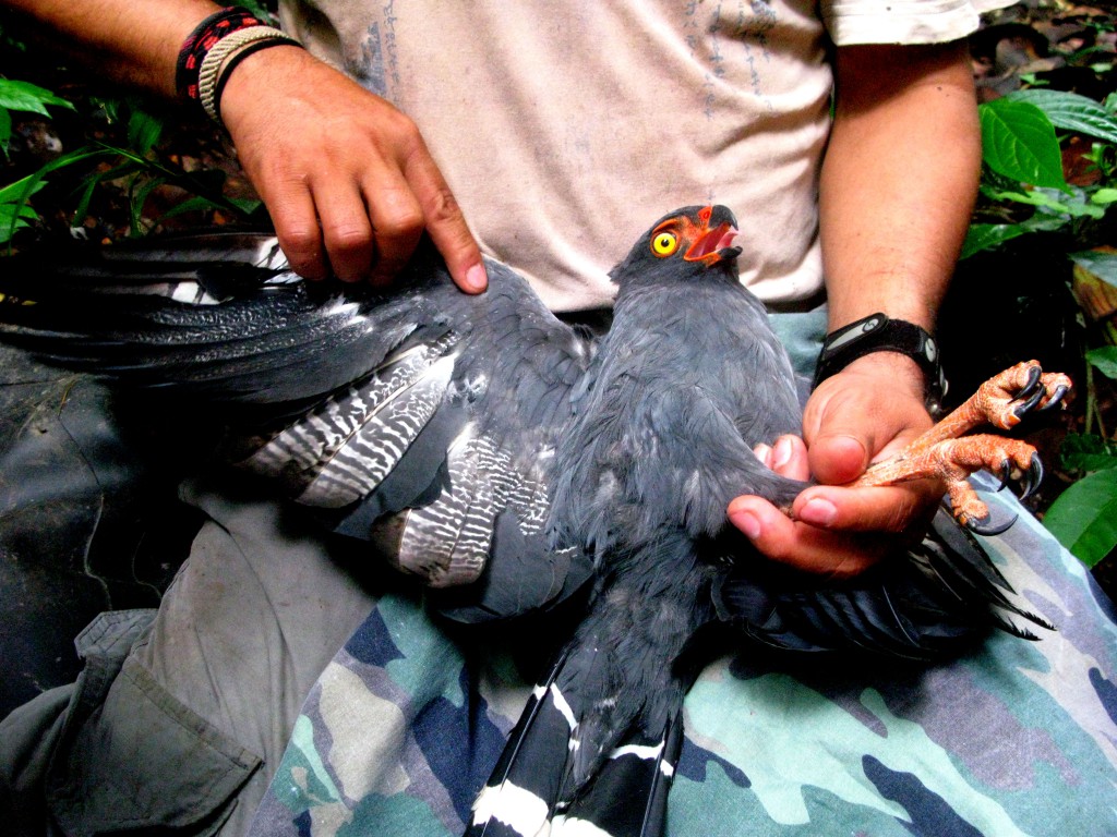 Hawk's wing pulled open by researcher, showing a hands-on approach of studying abroad in the Amazon rainforest. (Image © Eva Boynton)