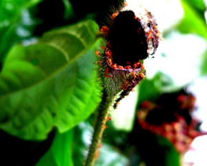 A plant's stem cracked open to show ants living inside, illustrating interdependent relationships of organisms in the Amazon rainforest, discoveries that show why study abroad is so important. (Image © Eva Boynton)