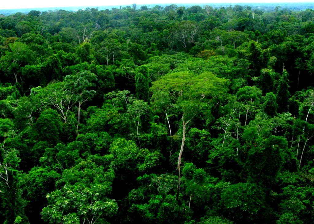 View of the top of the canopy in the Amazon rainforest, the site for the writer's winter semester that illustrated why the study abroad experience is so powerful.  (Image © Eva Boynton)