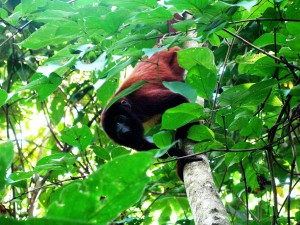 A howler monkey climbing in a tree covered with leaves in the Amazon rainforest, the site of the writer's winter semester that proved why study abroad is so important. (Image © Eva Boynton)