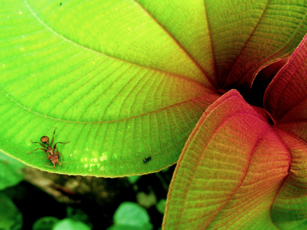 Two ants on the edge of a tropical leaf, illustrating one discovery on an experience in the Amazon rainforest that proves why study abroad is important. (Image © Eva Boynton)