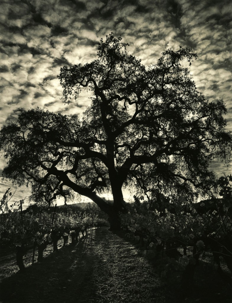 Landscape photography (Oak, Carmel Valley) by Roman Loranc showing a slice of California scenery, an oak tree in Carmel Valley. (Image © Roman Loranc)