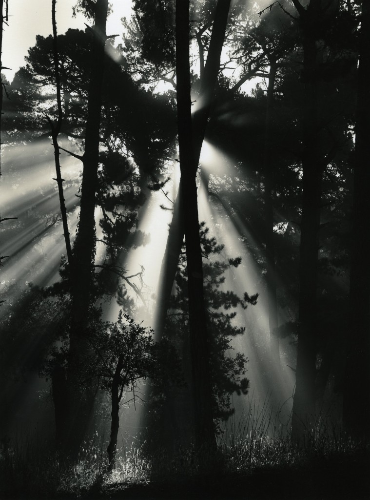 Landscape photography (Skyline Forest) by Roman Loranc showing a slice of California scenery, tall pines with light. (Image © Roman Loranc)