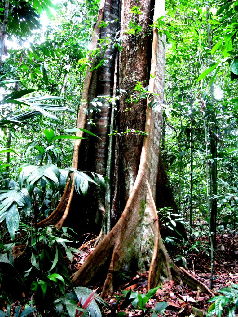A tropical tree buttressed by large roots in the Amazon rainforest , a natural discovery made possible by study abroad and showing why a study abroad experience matters. (Image © Eva Boynton)