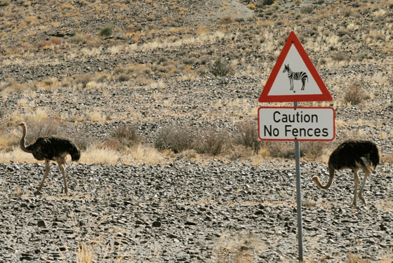Zebra crossing sign with "No Fences" warning in Namibia with ostriches behind it, illustrating that road signs vary in different cultures. (Image © Bryta)