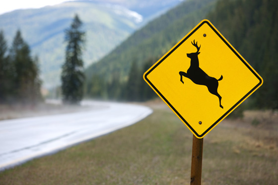 Deer crossing sign on an Idaho roadway, illustrating how the design of road signs varies in different cultures. (Image © jimkruger)