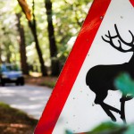 Oh, Deer! Road Signs in Different Cultures