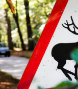 Oh, Deer! Road Signs in Different Cultures