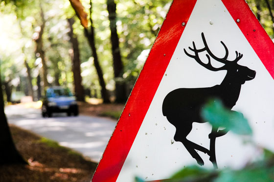 Deer crossing sign in Hertfordshire, England, shows a running deer with a huge set of antlers, illustrating how different cultures interpret the same animal on road signs. (Image © Simon Gurney)